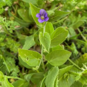 Convolvulus siculus