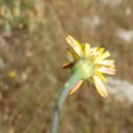 Crepis fraasii