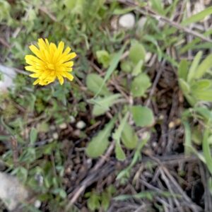 Crepis sancta