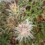 Cynara cornigera