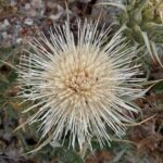 Cynara cornigera