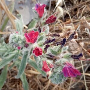 Echium angustifolium subspecies angustifolium