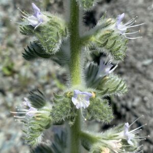 Echium italicum