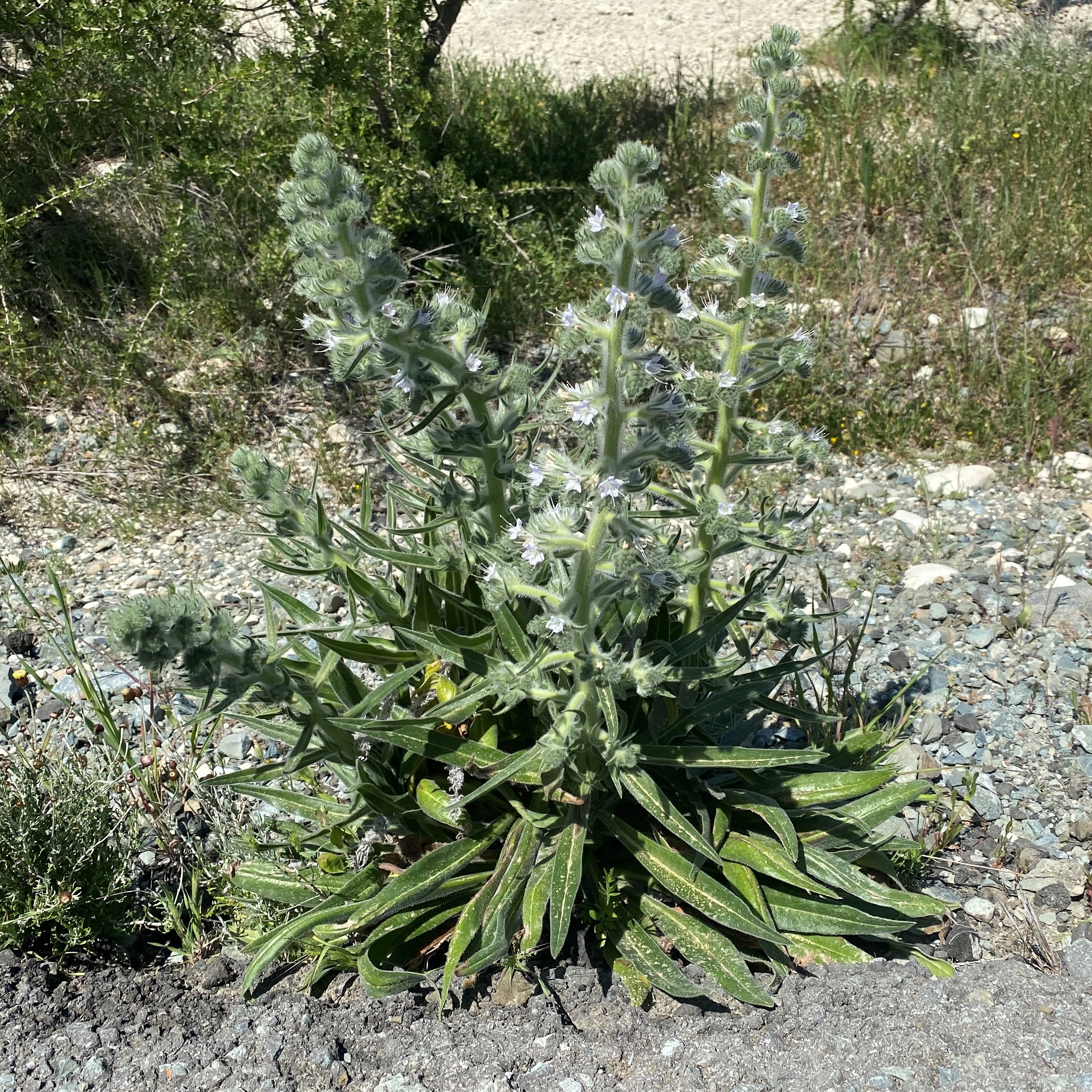 Echium italicum