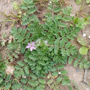 Erodium moschatum