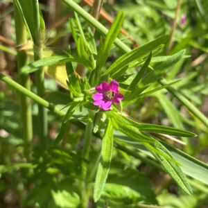 Geranium dissectum