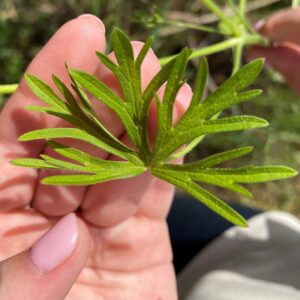 Geranium dissectum leaf