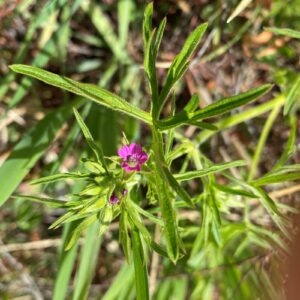 Geranium dissectum