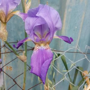 Iris germanica