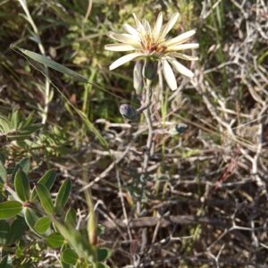 Lactuca tuberosa