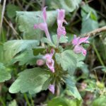 Lamium garganicum subsp. garganicum