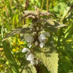 Lamium moschatum subsp. micranthum