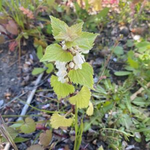 Lamium moschatum subsp. micranthum