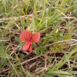 Lathyrus cicera