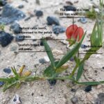 Lathyrus cicera How to identify