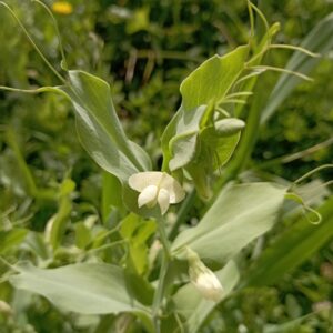 Lathyrus ochrus