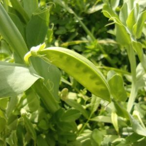 Lathyrus ochrus Pod