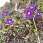 Legousia speculum-veneris