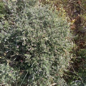 Lithodora hispidula subsp. versicolor