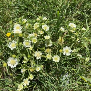 Scabiosa prolifera