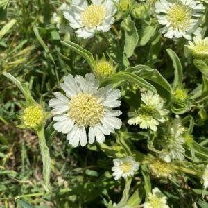 Scabiosa prolifera