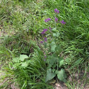 Lunaria annua