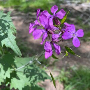 Lunaria annua