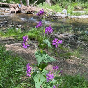 Lunaria annua