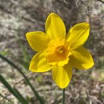 Narcissus jonquilla