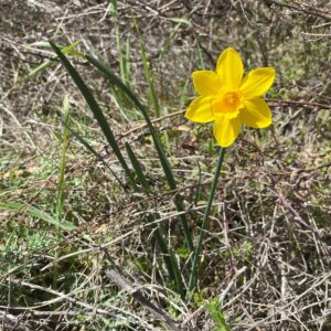 Narcissus jonquilla