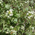 Nasturtium officinale