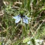 Nigella damascena