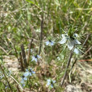 Nigella damascena