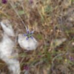 Nigella nigellastrum