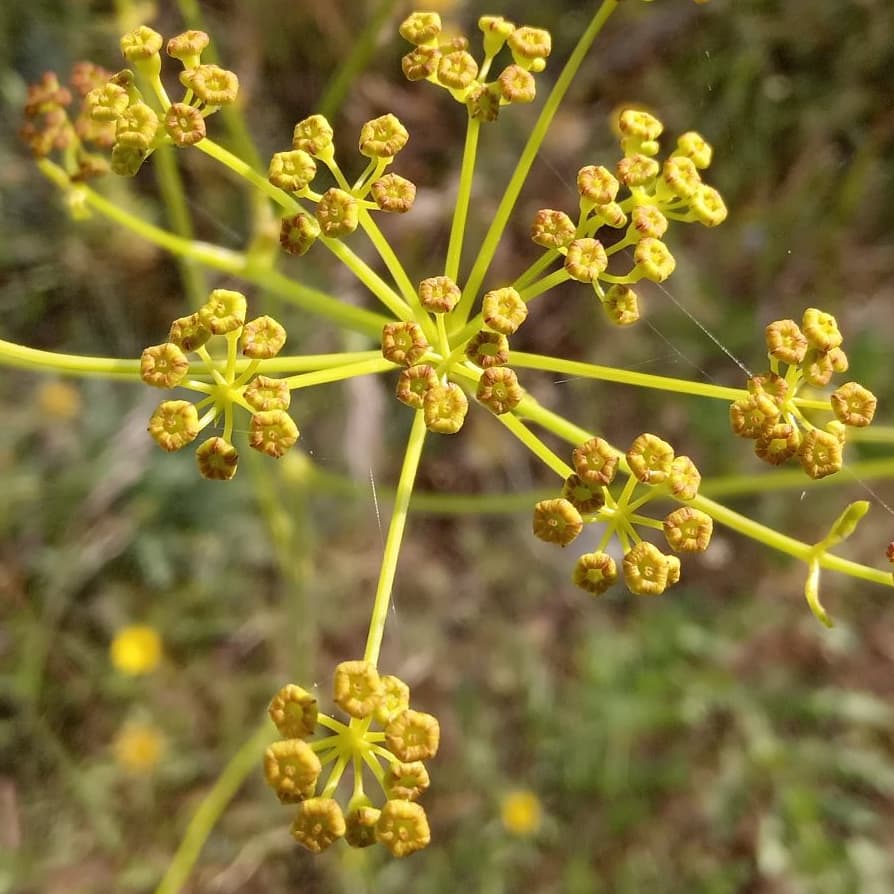 Opopanax hispidus Flower