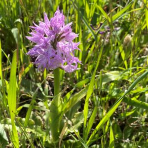 Orchis italica