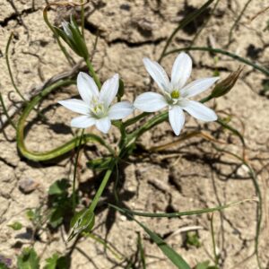 Ornithogalum divergens