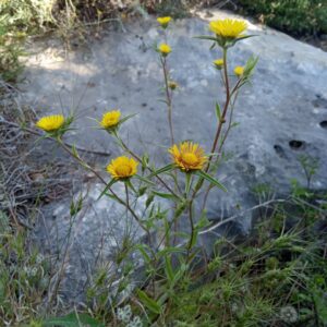 Pallenis spinosa subsp. spinosa