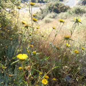 Pallenis spinosa subsp. spinosa