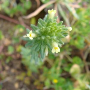 Parentucellia latifolia subsp. flaviflora