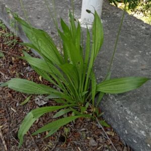 Plantago lanceolata