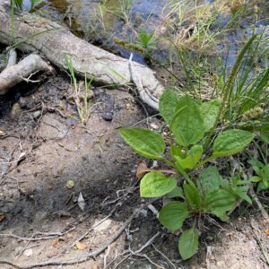 Plantago major