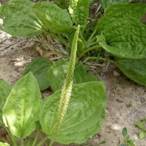 Plantago major