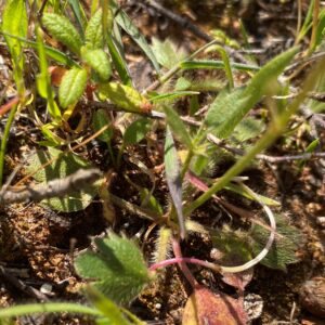 Ranunculus cytheraeus leaves