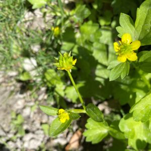 Ranunculus marginatus