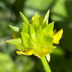 Ranunculus marginatus