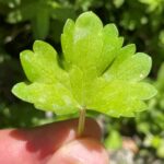 Ranunculus marginatus