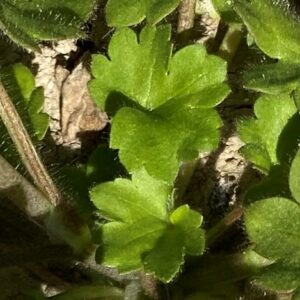 Ranunculus marginatus