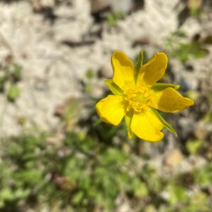 Ranunculus millefoliatus subsp. leptaleus