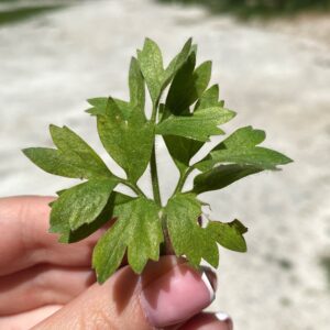 Ranunculus millefoliatus subsp. leptaleus Leaf 1